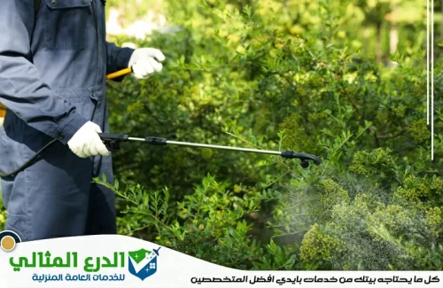 شركة رش مبيدات راس الخيمة