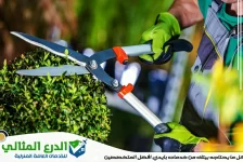 شركة تنسيق حدائق في دبي