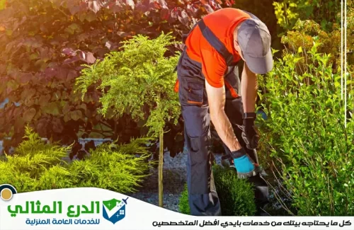 شركة تنسيق حدائق في دبي